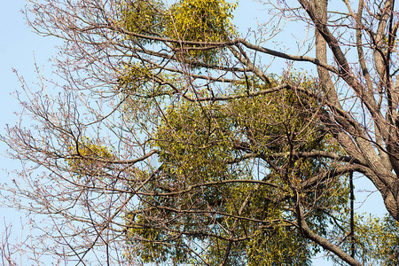 春日树枝上的槲寄生图片