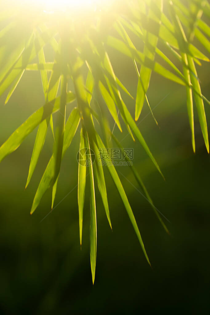 在深色背景下用阳光关闭竹叶图片