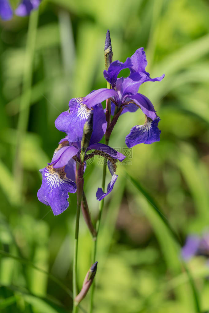 春月紫色的Iris图片