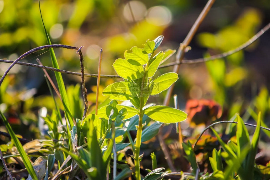 绿叶和年轻的春草在阳光下图片