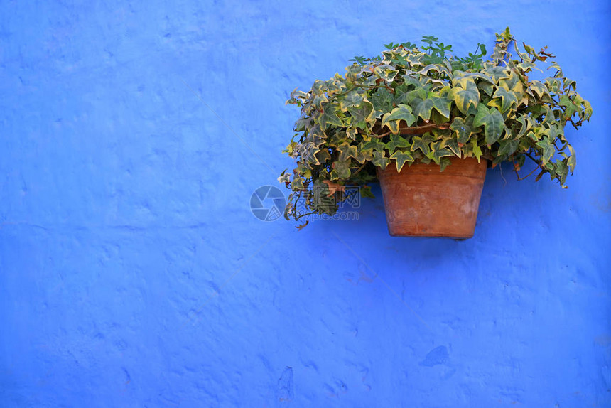 绿色阿尔及利亚长春藤植物在生机勃的蓝色图片