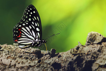 美丽的黑白蝴蝶在春天站图片