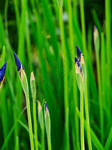 准备在春天开花的深蓝色鸢尾花蕾图片