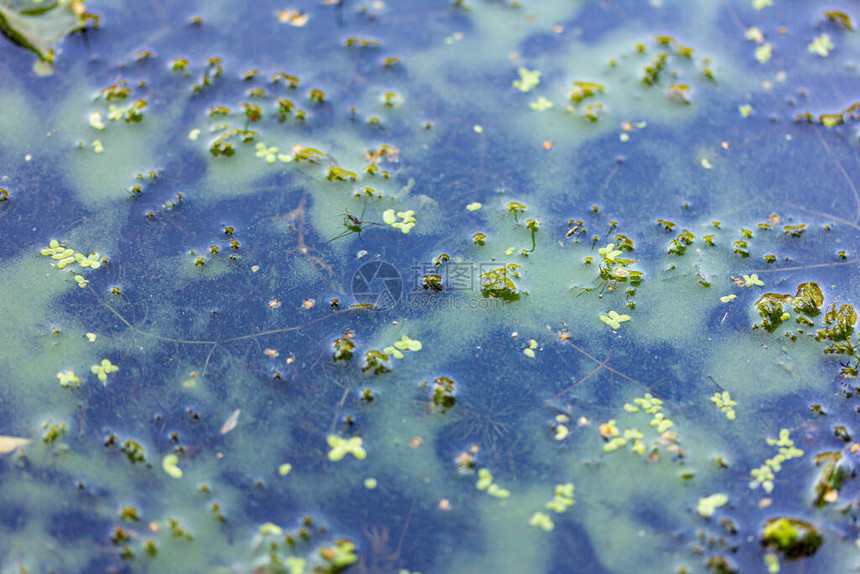 水体中的蓝藻禁止洗澡图片