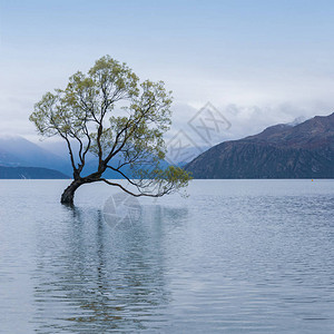 瓦纳卡湖上的树是南背景图片