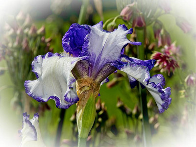 春天盛开的白色和紫色鸢尾花图片