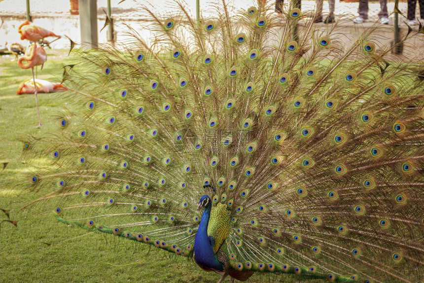 美丽的孔雀有开阔尾巴在动物园接图片