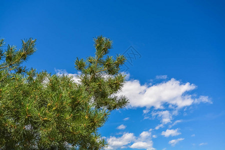 云和蓝天背景上的松树枝图片