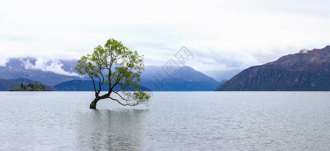 Wanaka湖树图片