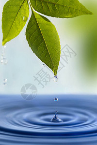 一滴水从一片绿色的新鲜叶子上掉下来图片