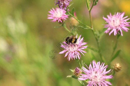 一只蜜蜂飞向花背景图片