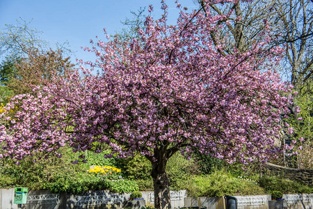 樱桃树在公园图片