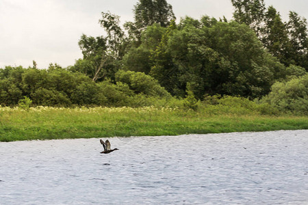 鸭子在河上飞翔大自然在沃尔图片