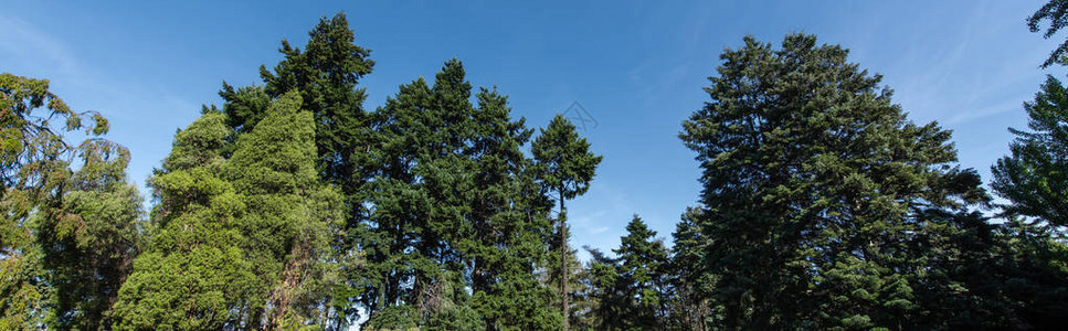 底有蓝天空的fir和松树低角度视图片