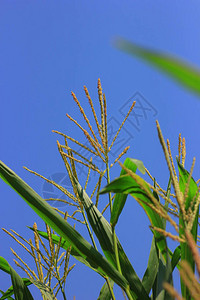 印度绿色玉米农场图片