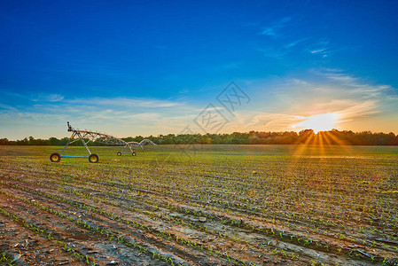 日落时玉米地的枢轴灌溉系统高清图片