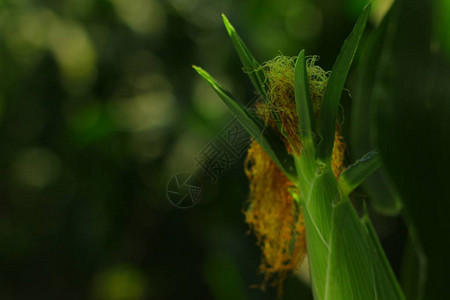 印度绿色玉米农场图片