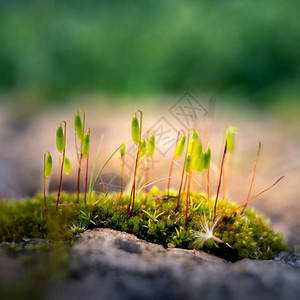 苔藓发芽的特写绿色和模糊的背景图片