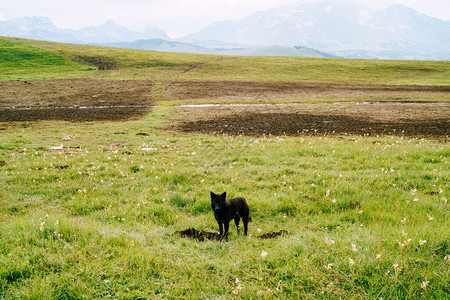 黑牧羊犬在黑山杜米托尔公园的绿色草地上图片