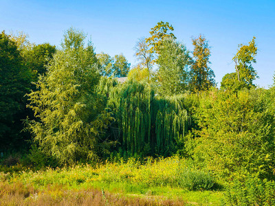绿树映衬蓝天自然景观图片