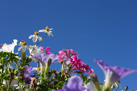 南德州一个城市大道公园的花朵在南背景图片