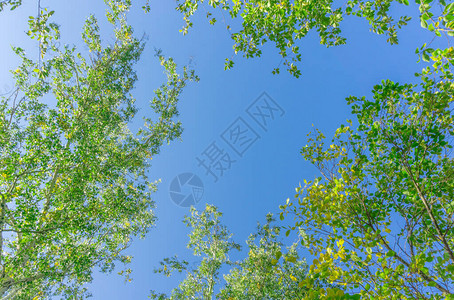 从下面到天空的绿色冠树视图树的绿色冠反对天空从下面图片