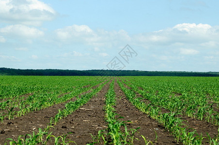 农业领域的美丽景色图片