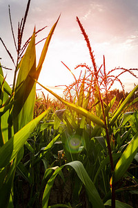 玉米田种植玉米垂直照片图片