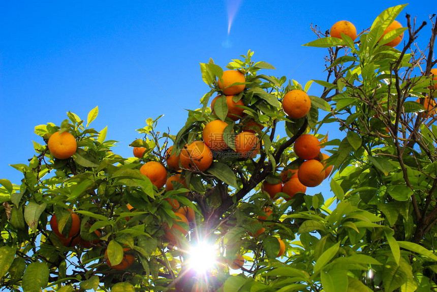 在树上摘橙子果实和阳光图片