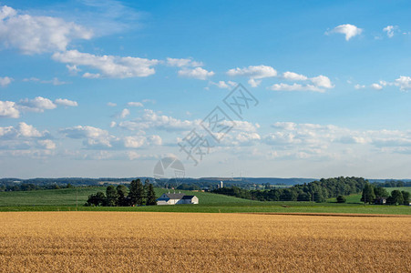 美丽的滚动小麦田和农村的农图片