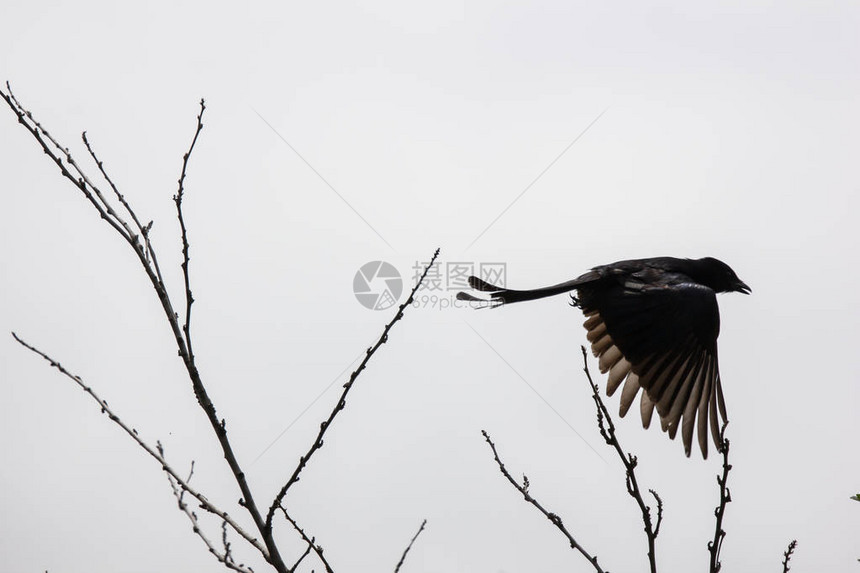 树上的一只黑乌鸦图片