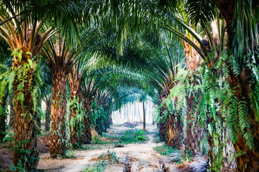 一排棕榈树种植园图片