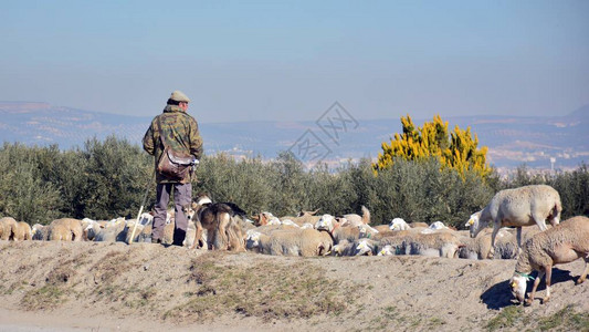 羊群在牧羊人和狗的照顾下放牧图片