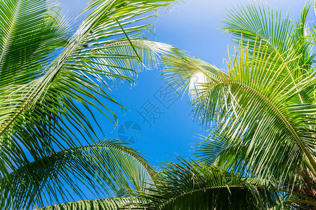 可椰子树有蓝天背景图片