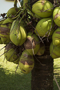 天然椰子棕榈树图片