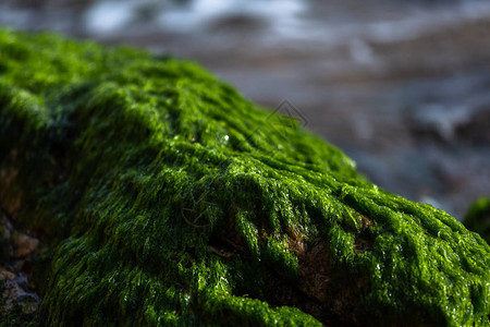 海岸石头上的绿色苔藓图片