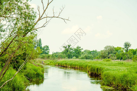 河流和绿树成荫的田野图片