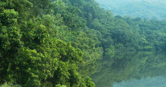 有河湖反射的绿色森林图片