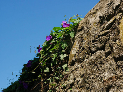 长着紫花的常春藤在图片