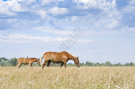 棕色的母马和年轻的鹅毛在一片青草地上蓝图片
