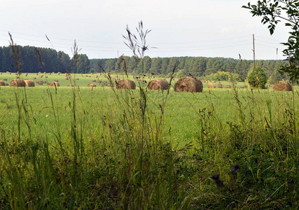 夏日几个干草堆躺在草地上图片