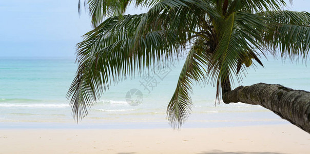 有白色沙子清水和椰子树图片