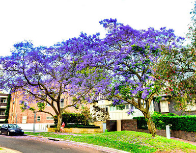 在澳大利亚悉尼由Jacaranda树整开的图片