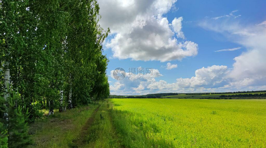 绿色田地与白草林植树之间的乡村公路图片