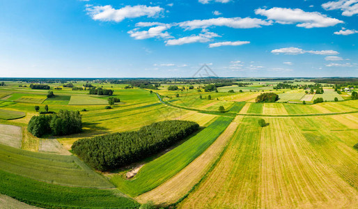 波兰农村的绿田和树木在白云和蓝天空下伸图片