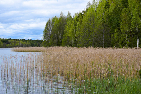 长满芦苇草的森林湖图片