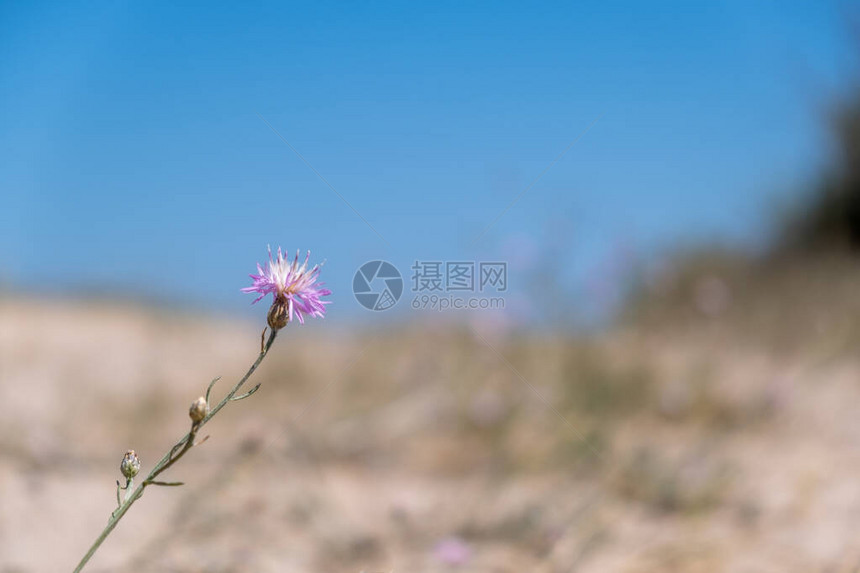 夜幕背景的蓝天粉色花朵TimtlePinkF图片