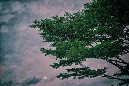 天空背景大树的美丽枝条和绿叶的抽象艺术设计背景图片