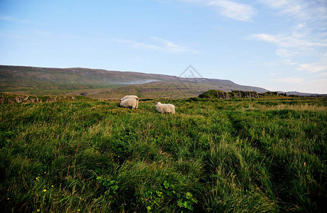 三只毛茸的绵羊在冰岛吃草冰岛的动物图片