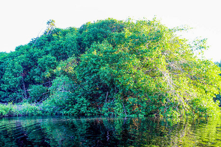 瓦哈卡的红树林图片